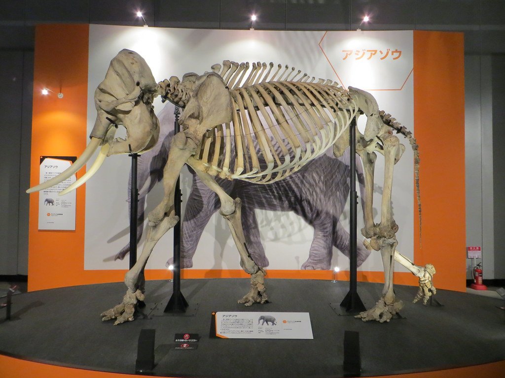 🏛️ 사야마 시립 박물관(사야마 시리츠 하쿠부츠칸) 이미지 6